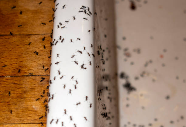 Best Best Pest Control Companies  in Herington, KS