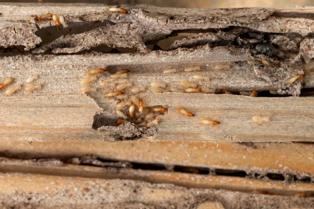 Best Affordable Pest Control Services  in Herington, KS